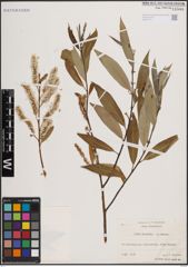 Foto von Salix fragilis L.